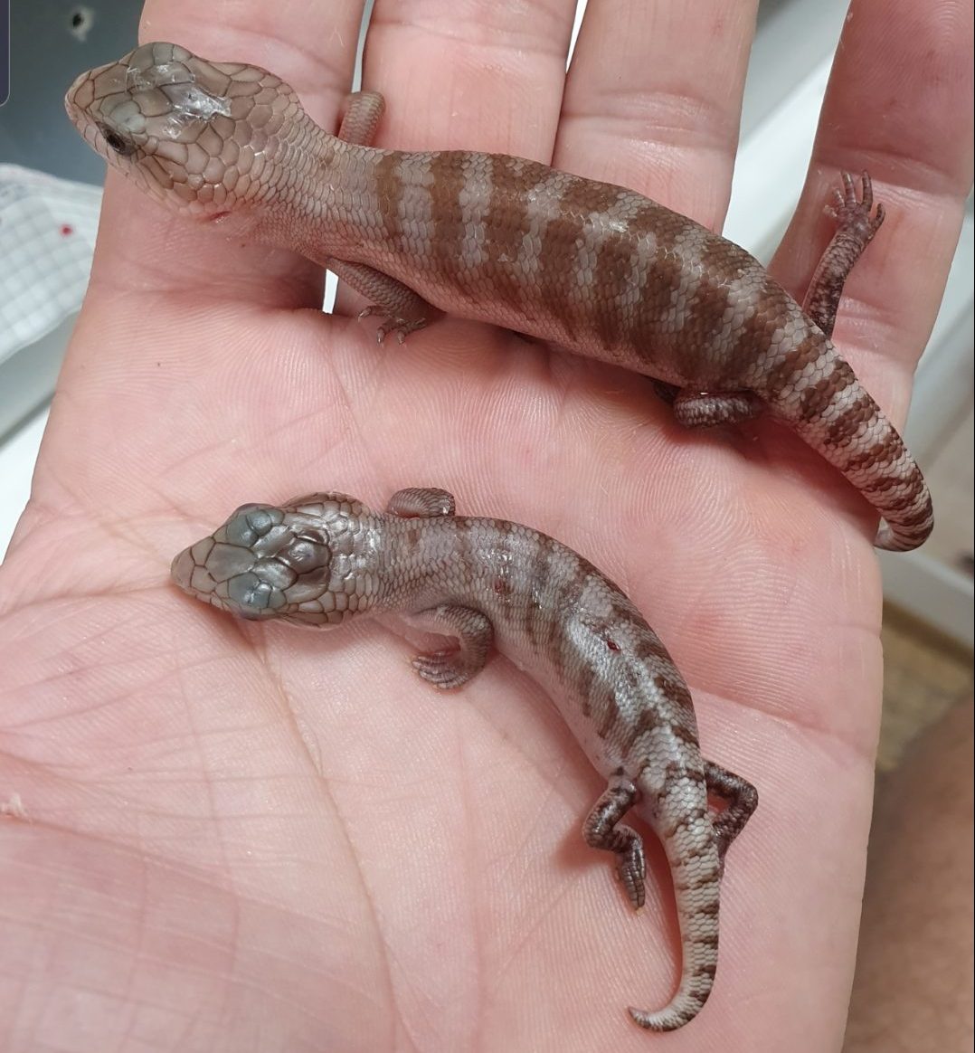 EctoTherm Booster saves baby Blue Tongue Lizard Vetafarm