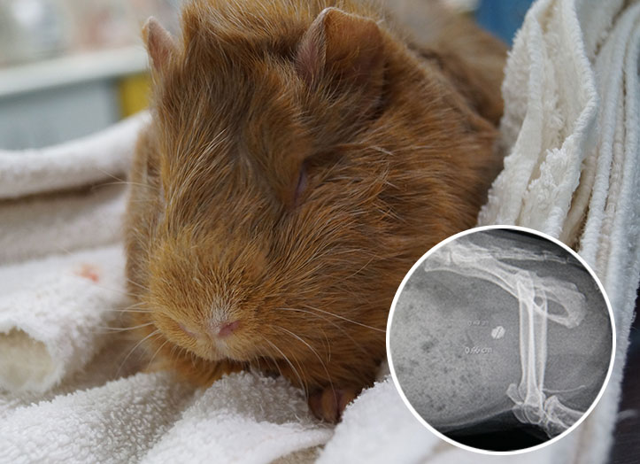 Guinea pig uti home cheap treatment