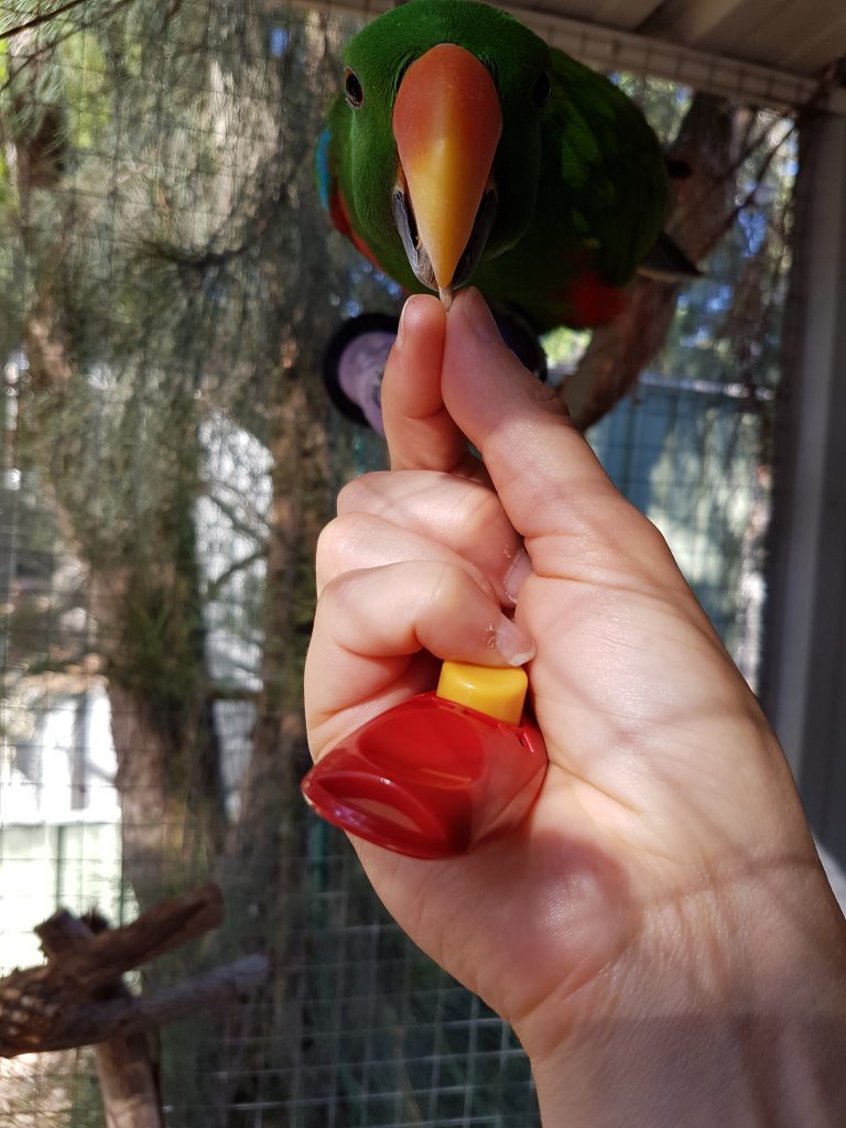 Clicker training hot sale birds