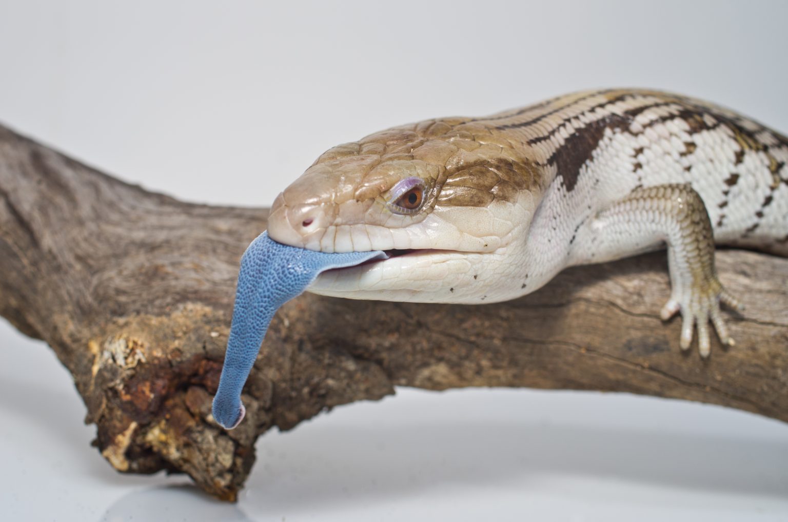 Keeping A Reptile As A Pet In Australia | Vetafarm