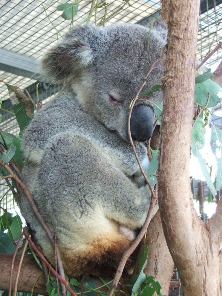 Koala Rehabilitation in South East Queensland | Vetafarm
