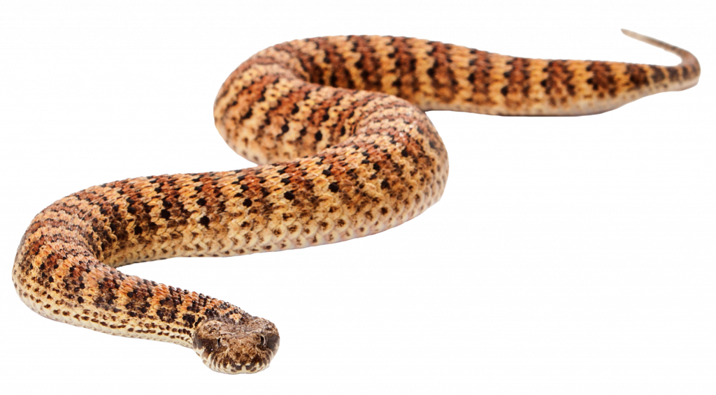 Be Snake Aware This Summer | Vetafarm