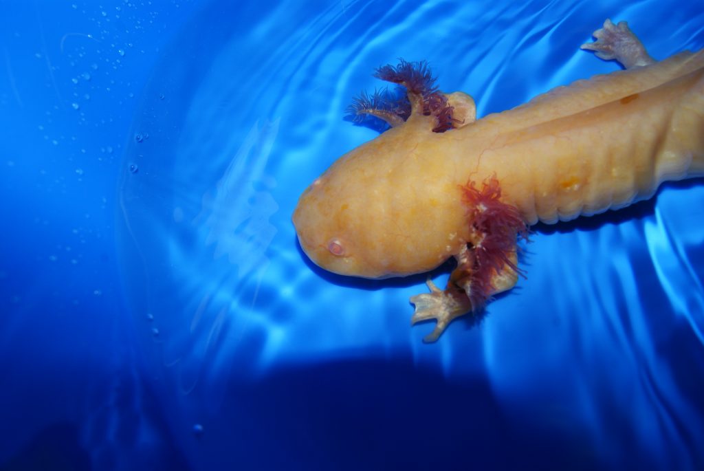 Axolotl Food - AXOLOTLS AUSTRALIA
