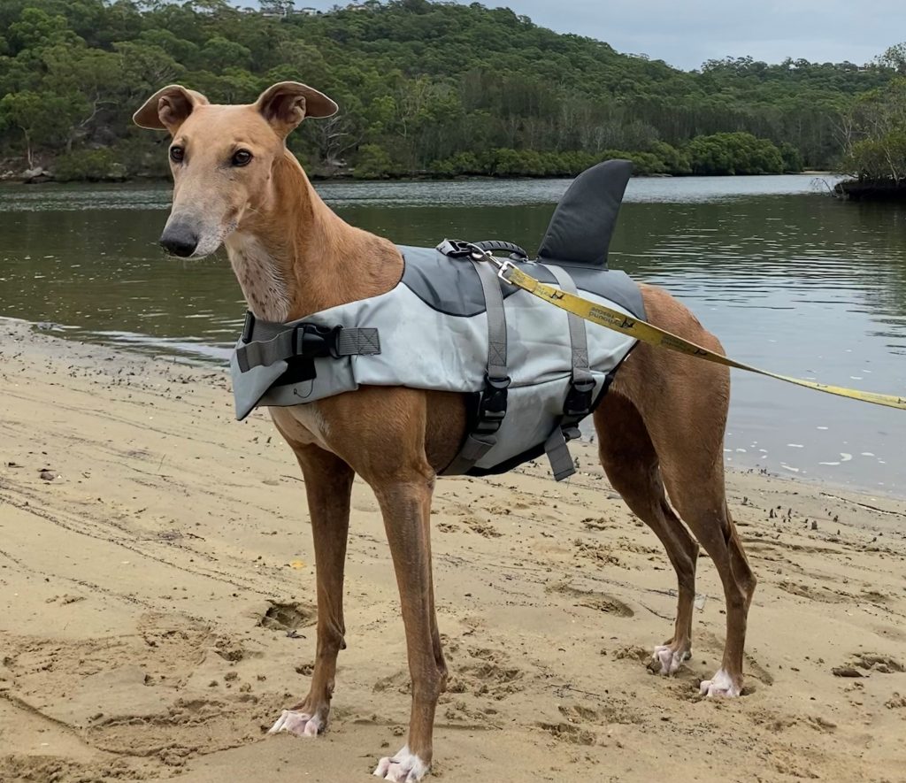 greyhound wearing a swim vest