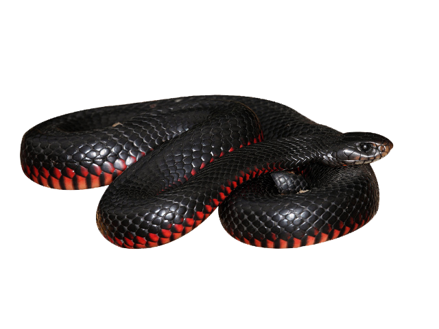 can red belly black snakes kill dogs