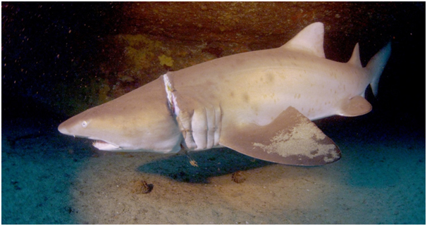 baby grey nurse shark