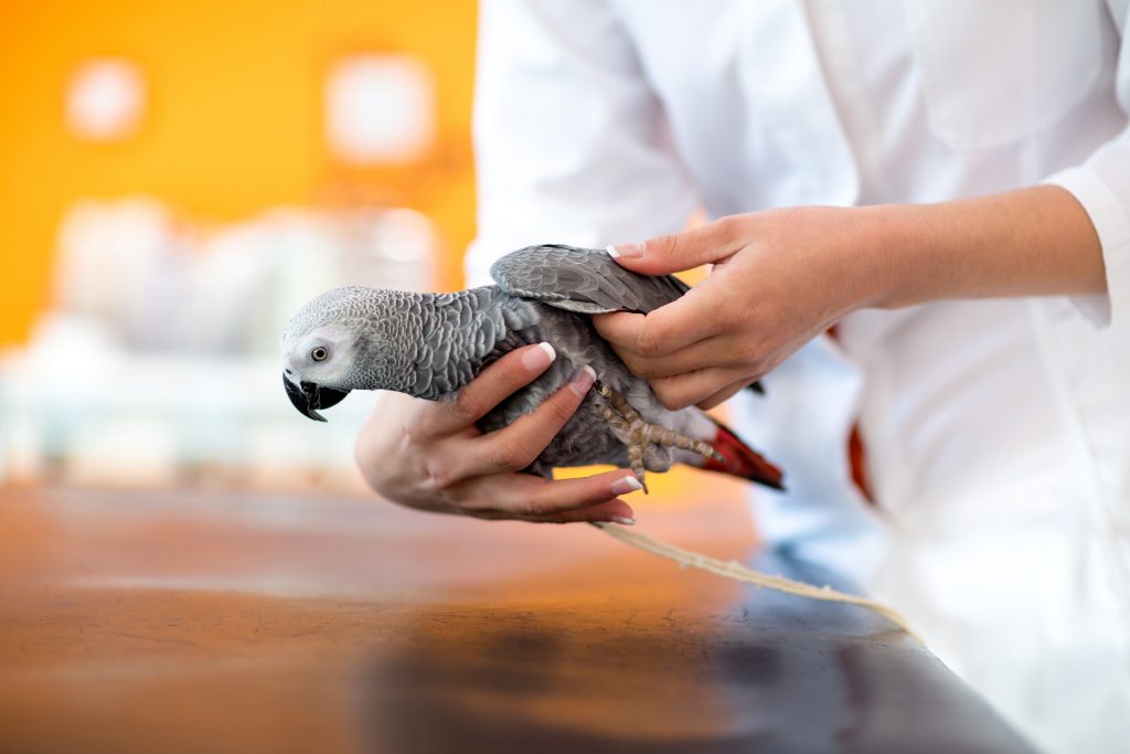 Grey parrot being handled 