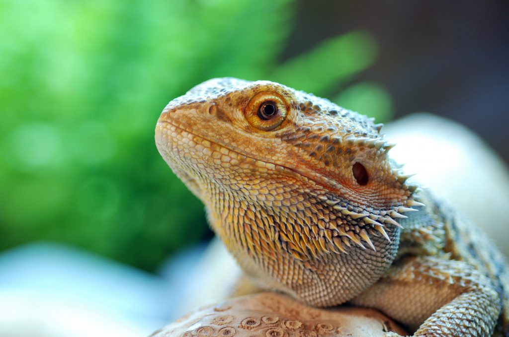 Keeping a Reptile as a Pet in Australia | Vetafarm