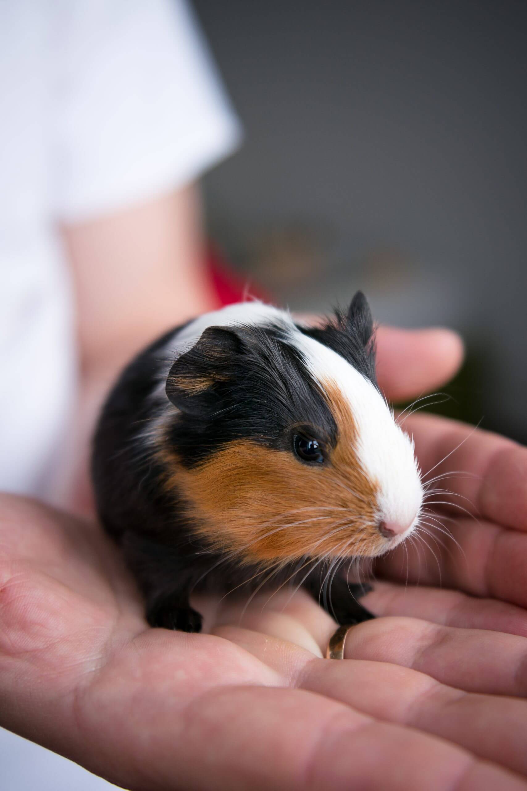 Guinea Pig Reproduction: Everything You Need To Know - lb3kshl