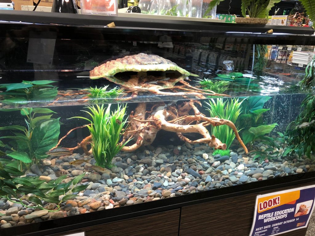 turtle paludarium