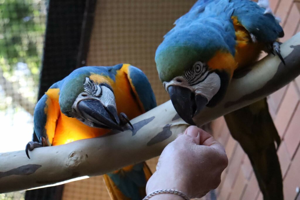 Miranda The Macaw Thrives With Parrot B Calm Vetafarm