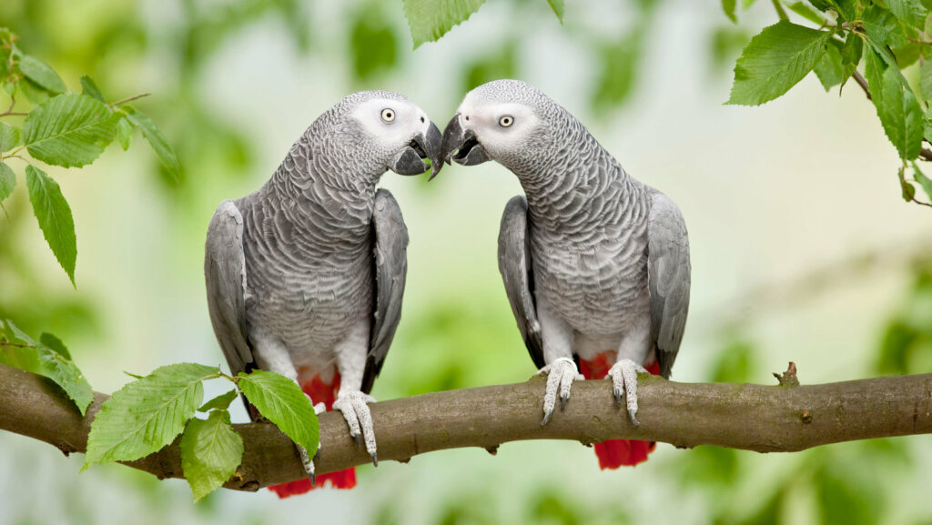 african grey parrot