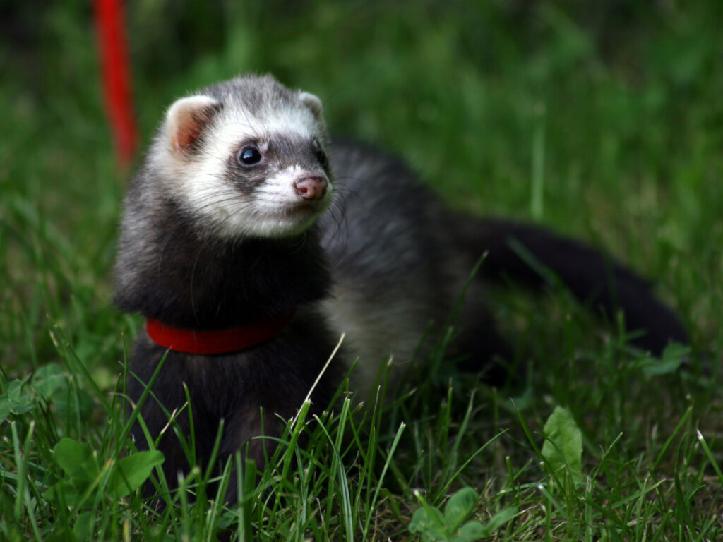 Ferret Basics | Diet | Grooming | Cleaning | Vetafarm