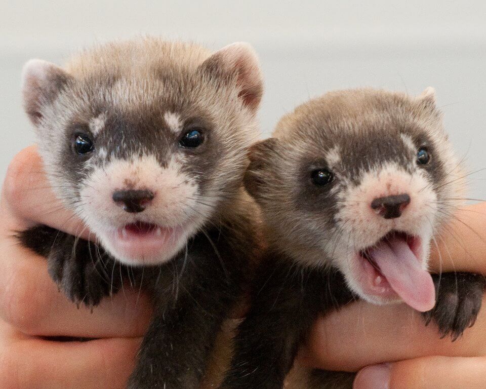 Can ferrets have outlet cat treats