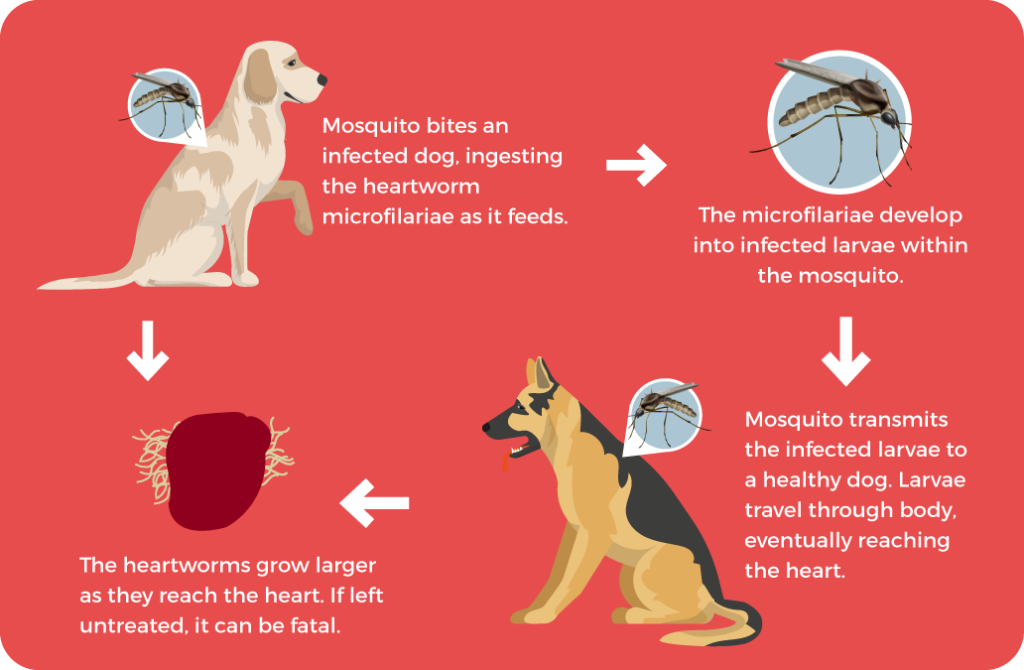 what are symptoms of heartworms in dogs