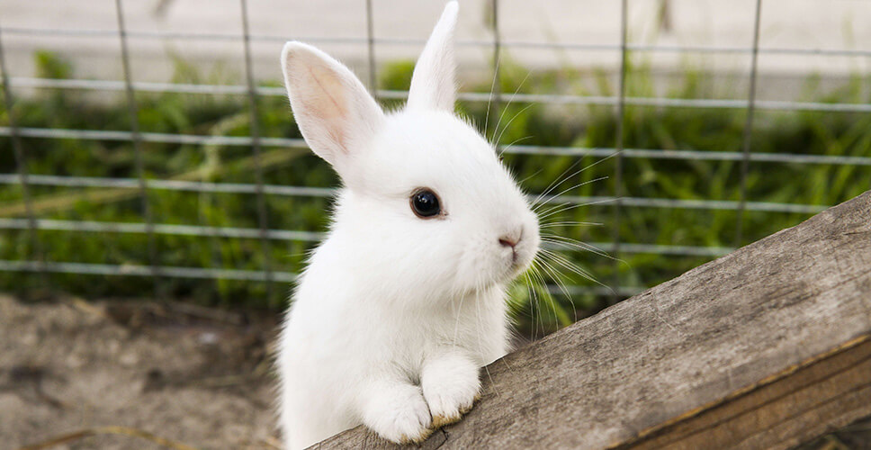 pet rabbit pictures