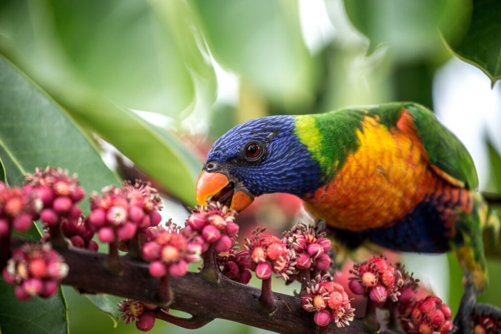 Lorikeet Diet Facts | Choosing the best for your lorikeet