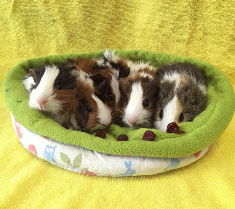 Guinea Pig Reproduction: Everything You Need To Know - cm6z9nm
