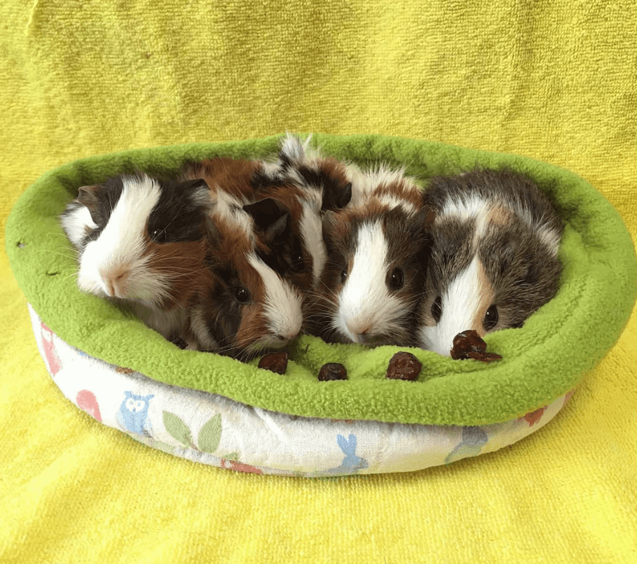 Can guinea pigs have babies sale