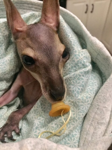 Crittacare Herbivore for this little Red-necked Wallaby joey | Vetafarm