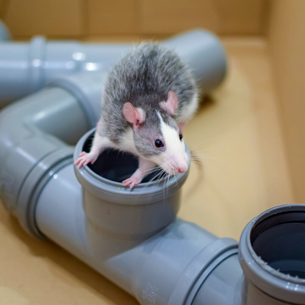 Rats & Mice | The Perfect Pets | Fun Facts | Rodents Origins | Vetafarm