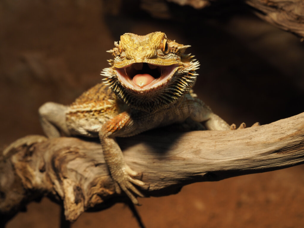 Bearded Dragon Basics