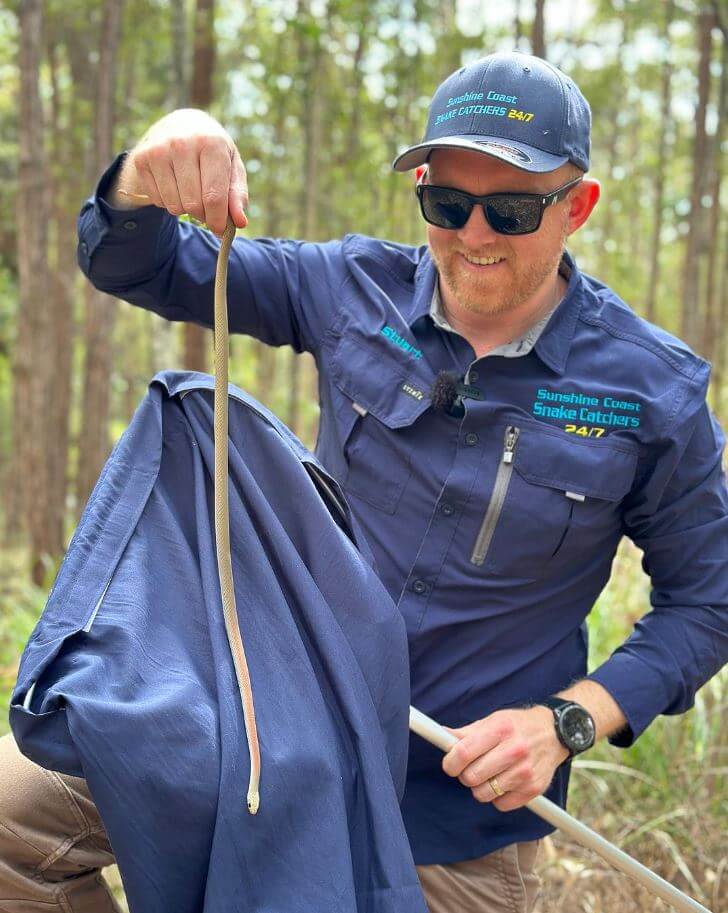 Snake catcher Stuart McKenzie finds social media stardom in unexpected  career 