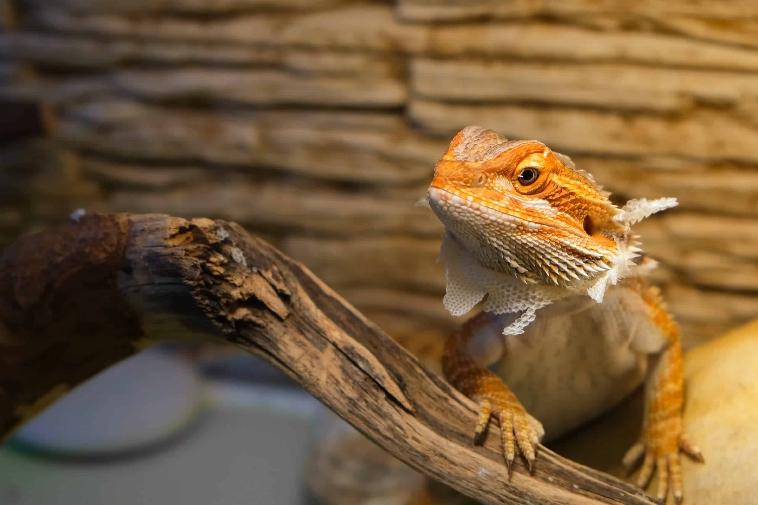 Reptile Shedding - Vetafarm