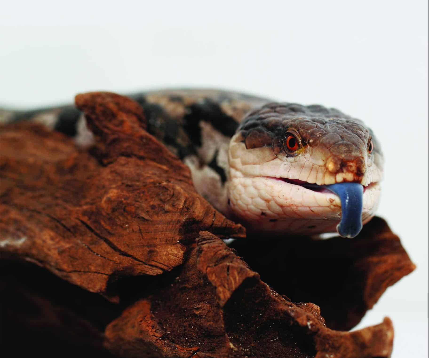 Burnt Lizard When Hot Is Too Hot – Thermal Burns in Reptiles - Vetafarm