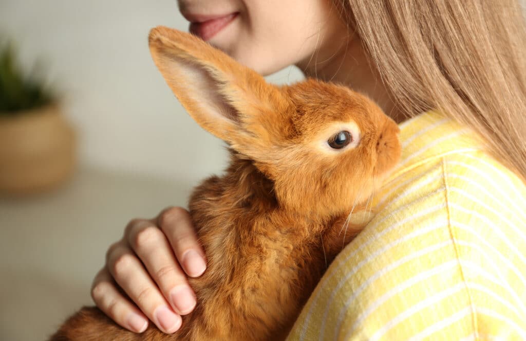Image of a rabbit on a ladies shoulder