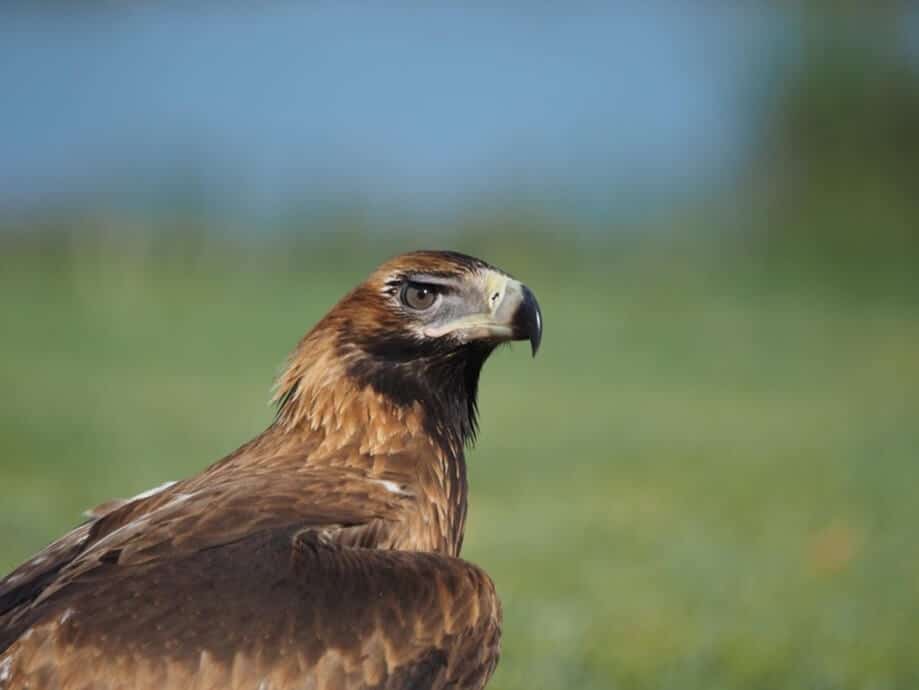 Vetafarm partners with Raptor Recovery Australia - Vetafarm