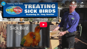 Screen shot of Dr Gestier Youtube video on  how to treat sick birds