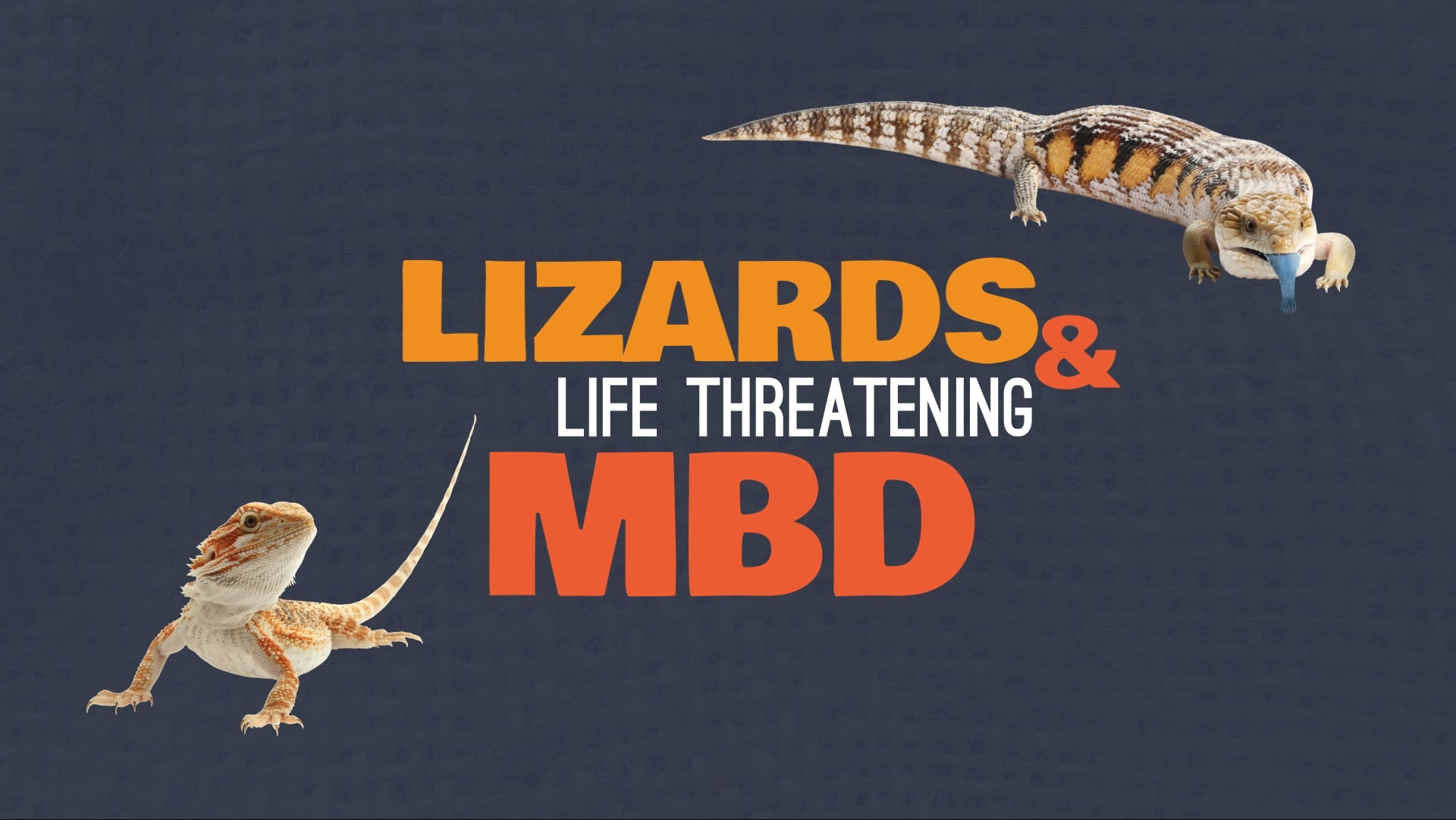 Lizards and life-threatening MBD - Vetafarm