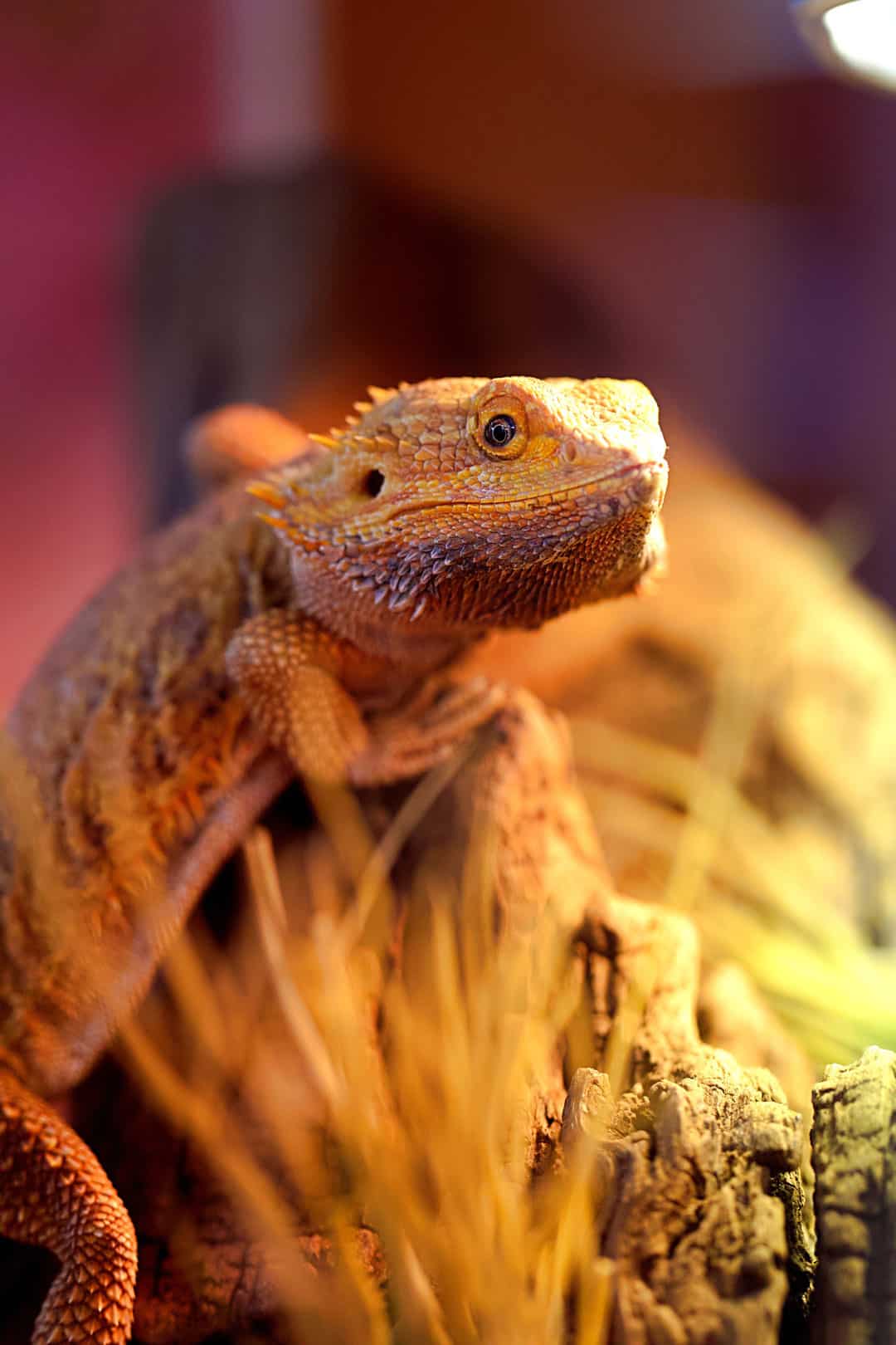 Image showcasing The Truth About Reptile Calcium & Lighting - Vetafarm