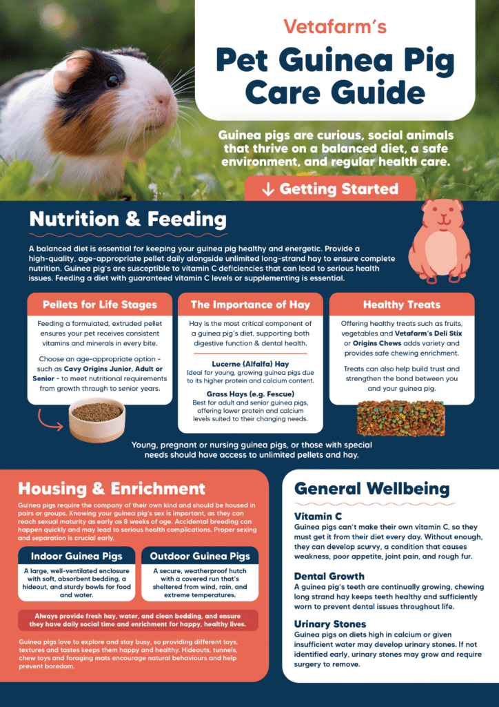 Image of a guinea pig care guide