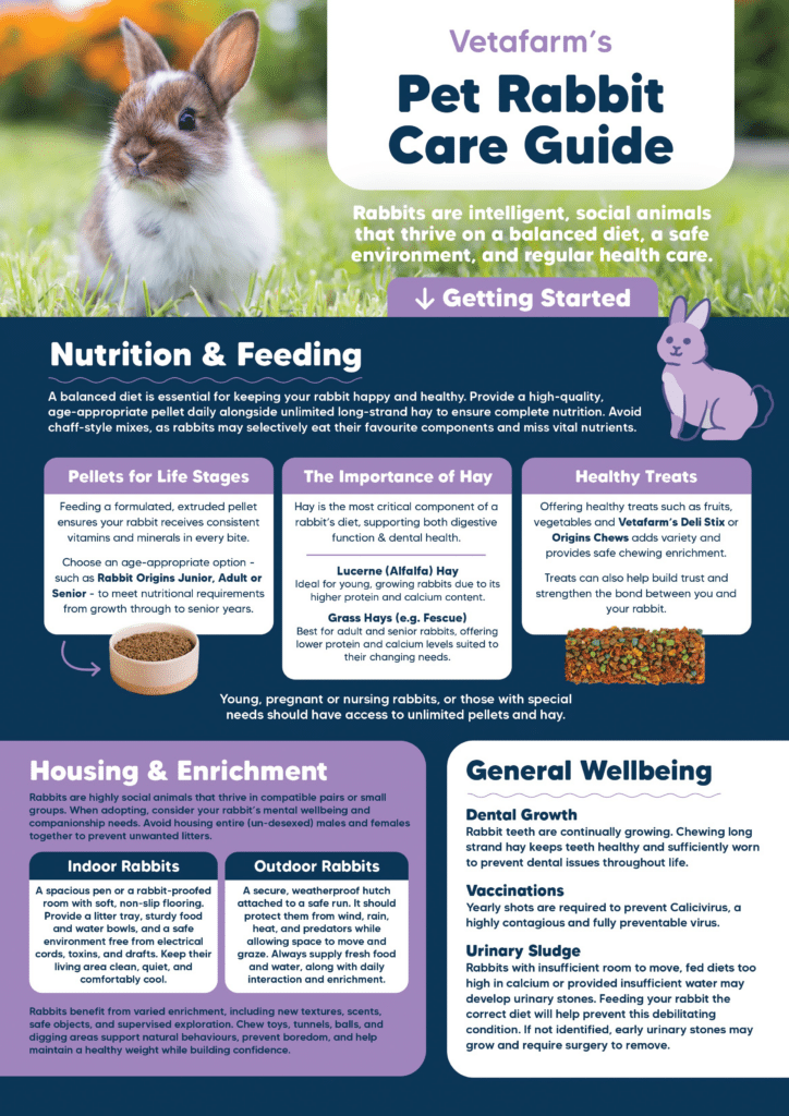Care guide for rabbit owners